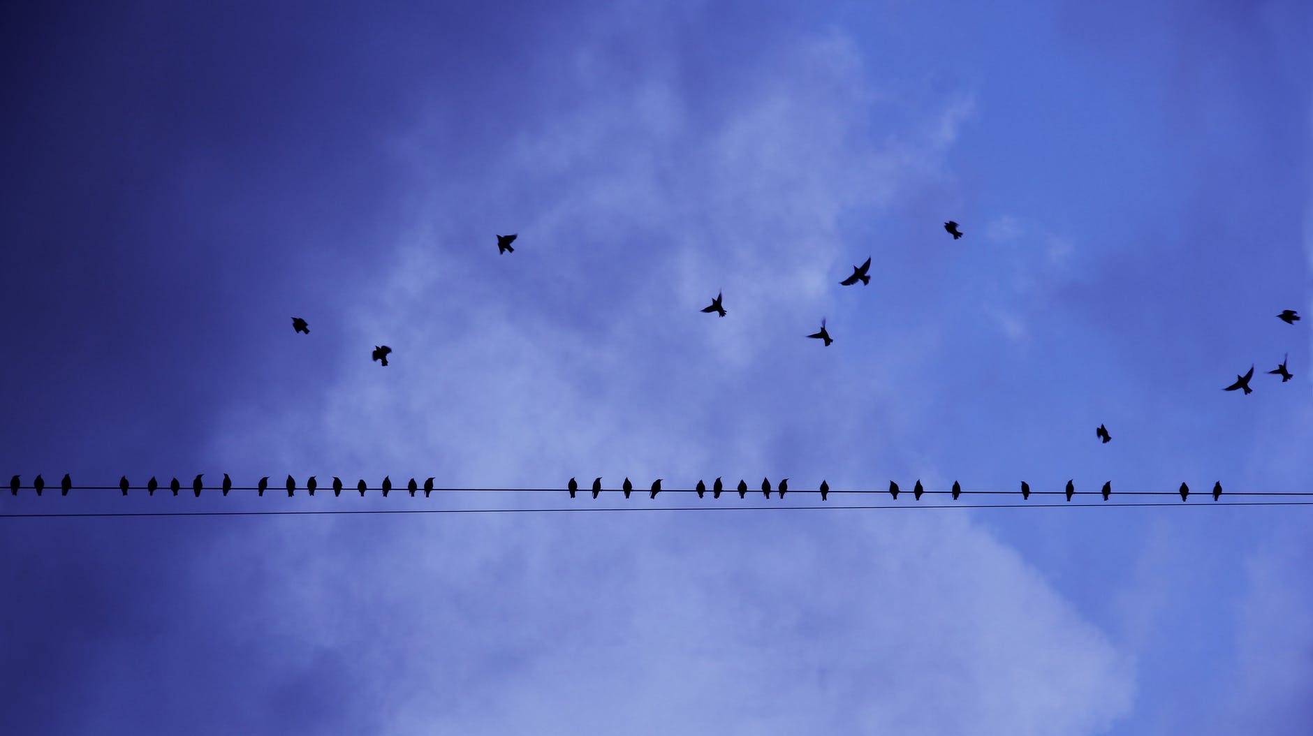 silhouette photography of birds in flight and perched on electricity line