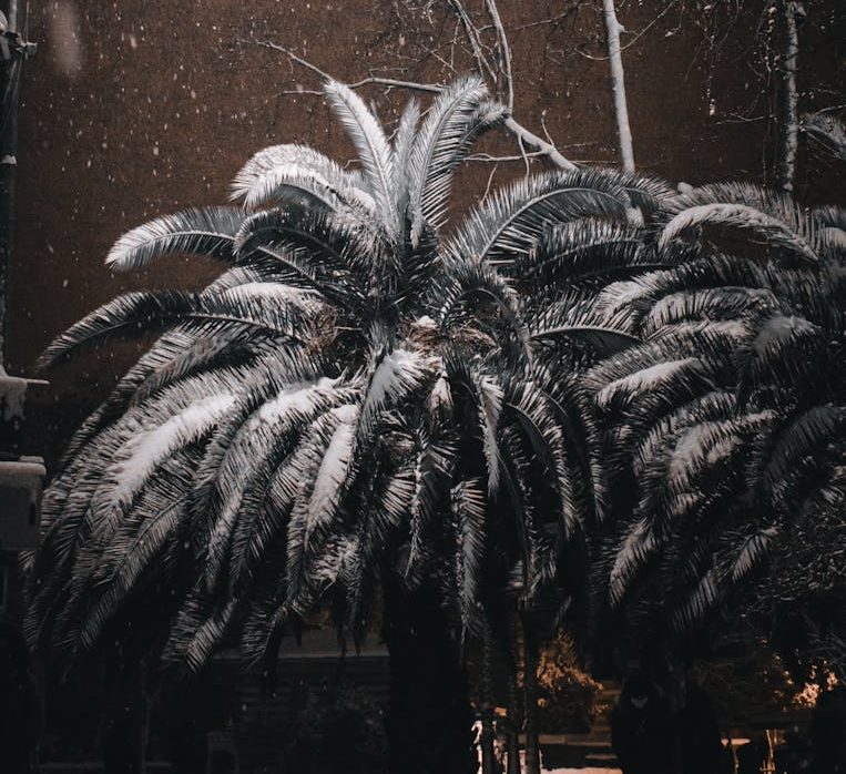 snow falling on palm trees