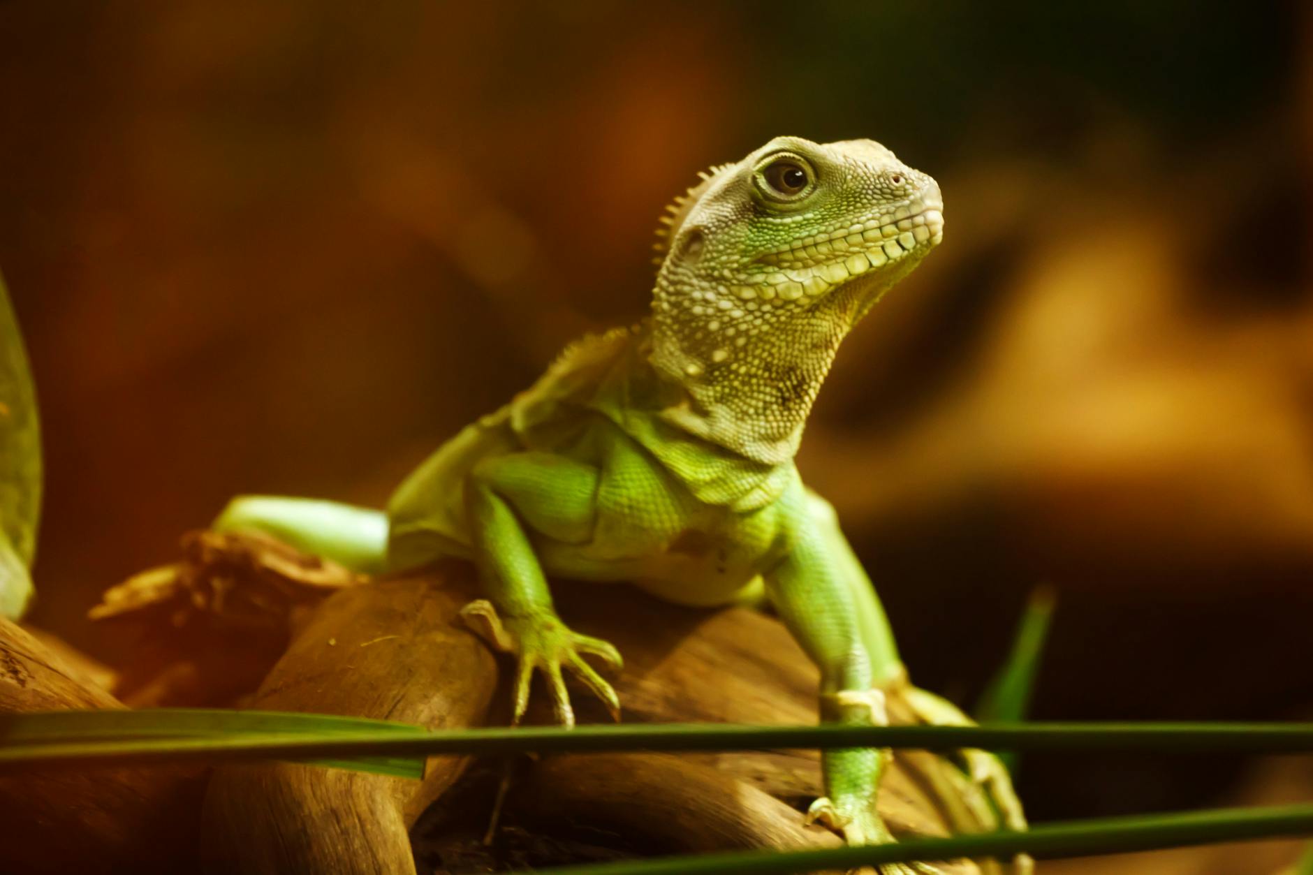 green iguana on brown wood