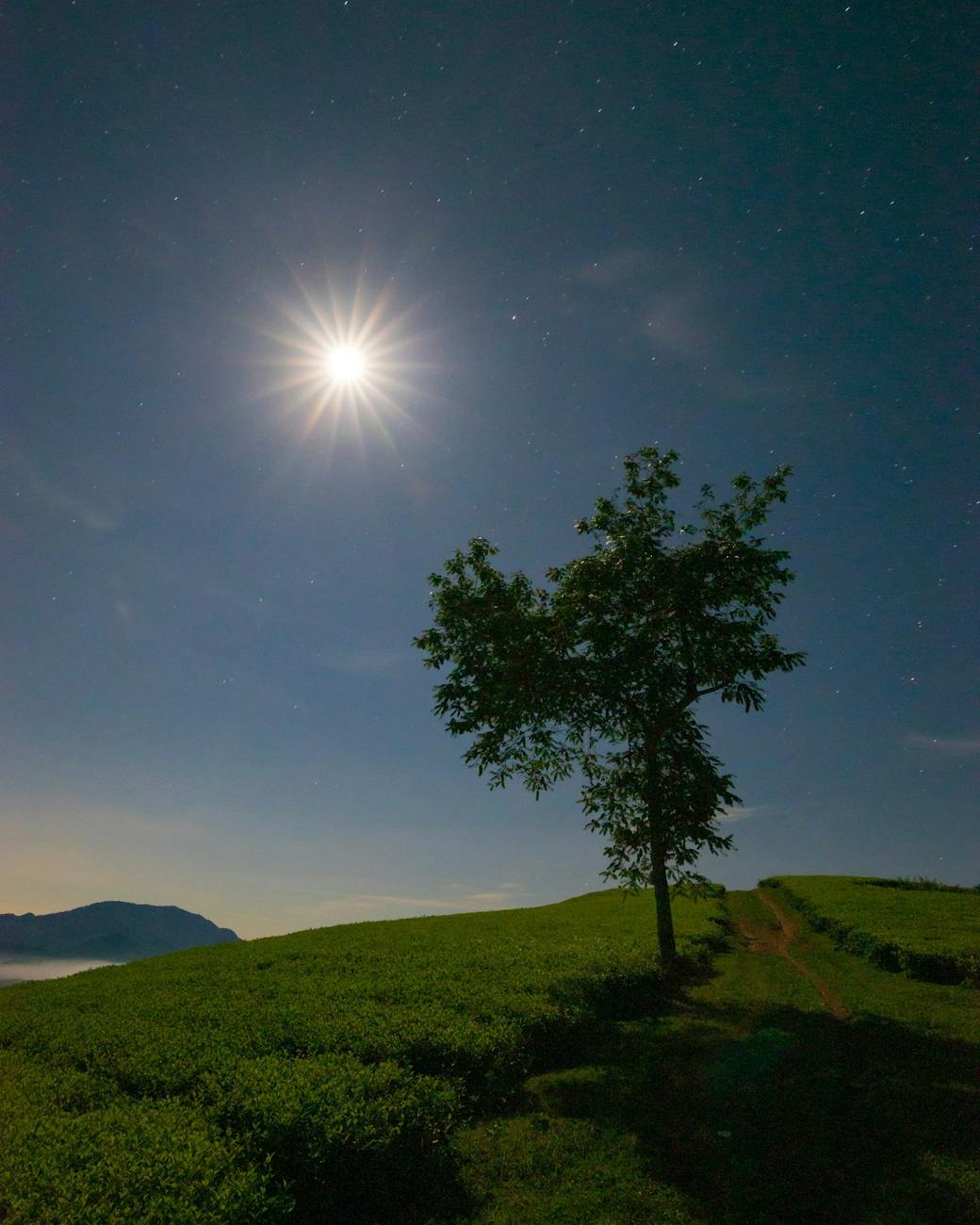 serene night sky over lone tree landscape